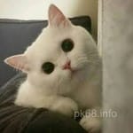 Avatar of Fahim Qureshi